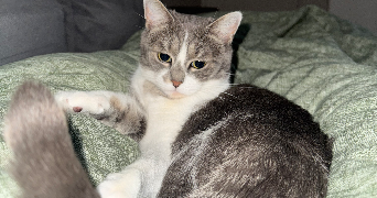 yahya pet sitter à HOUILLES 78800_1