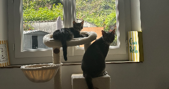 léa pet sitter à LILLE 59000_3