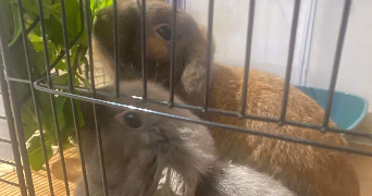 enzo pet sitter à TOULON 83000_2