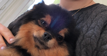 celine pet sitter à LANNION 22300_2