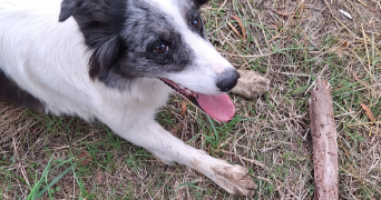 léonie pet sitter à SENLIS 60300_8
