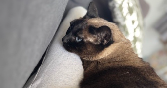 adeline pet sitter à COUCY LE CHATEAU AUFFRIQUE 02380_2