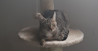 camille pet sitter à HODENC L EVEQUE 60430_4