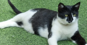 léa pet sitter à MONTREUIL 93100_0