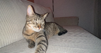 doriane pet sitter à BORDEAUX 33300_1