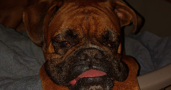 jade pet sitter à Belfort 90000_5