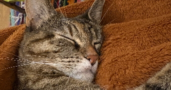 nolwenn cat sitter à PARIS 10 75010_3