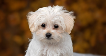 marie christine dog sitter à SOULLANS 85300_5