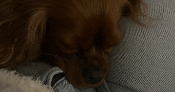 maëlle pet sitter à MITRY MORY 77290_2