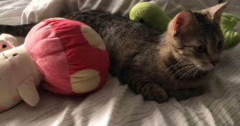 lili pet sitter à GOUVIEUX 60270_1