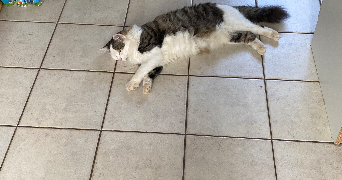 laetitia pet sitter à ROSCOFF 29680_1