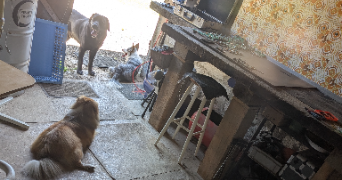 ludovic pet sitter à BOSGOUET 27310_1