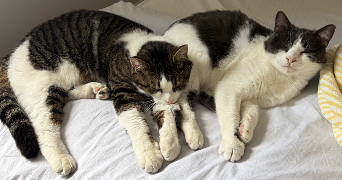 mailys pet sitter à MARCQ EN BAROEUL 59700_7