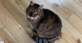 marin-e pet sitter à Sérignan du comtat 84830_5