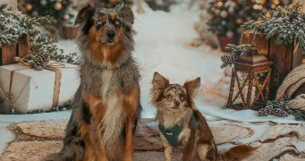 audrey  pet sitter à Fréjus 83600_2