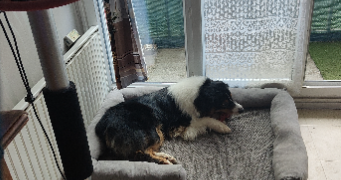 cindy pet sitter à ISSOIRE 63500_6