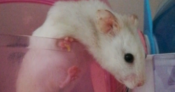 sohlene pet sitter à TRIEUX 54750_8