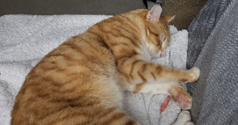 camille pet sitter à VICHY 03200_1