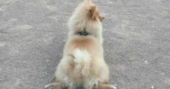 myriam pet sitter à GARDANNE 13120