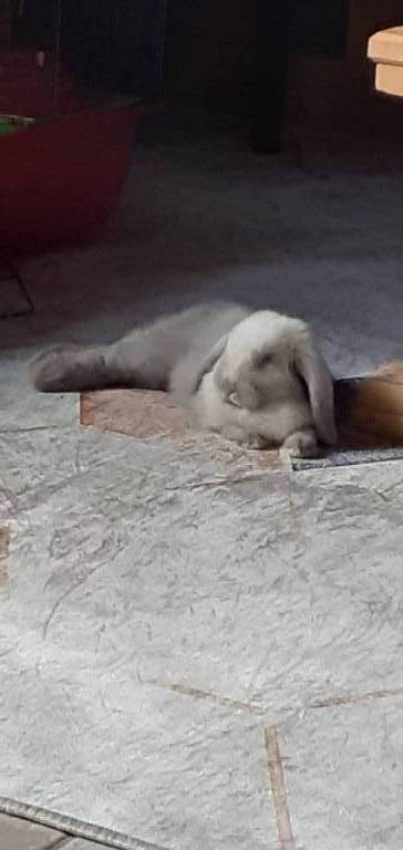 Marie pet sitter à Soullans 85300_1