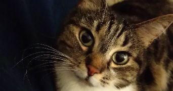 emilie pet sitter à Capinghem 59160_3