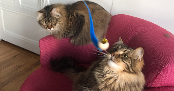 kenza pet sitter à PARIS 15 75015_7