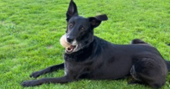 matilde pet sitter à LILLE 59000_2
