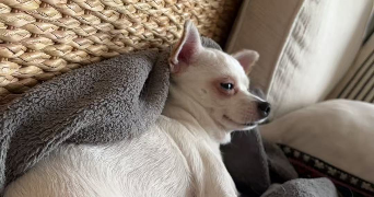 ruimin pet sitter à PARIS 13 75013_1