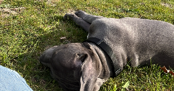 lana pet sitter à BEVILLERS 59217_3