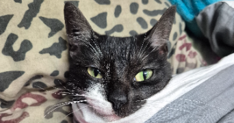 angelina pet sitter à MORSANG SUR ORGE 91390_1