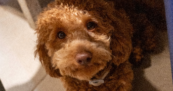 paola dog sitter à PARIS 04 75004_2