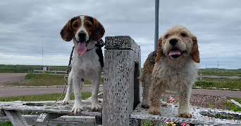 marion pet sitter à LORIENT 56100_9