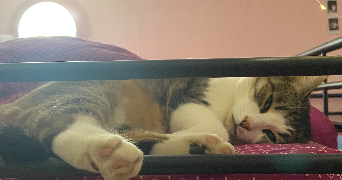 clémence pet sitter à AVON 77210_5