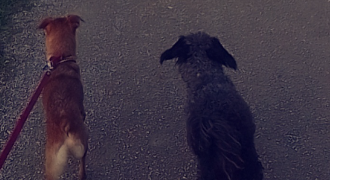 océane pet sitter à La loupe 28240_6
