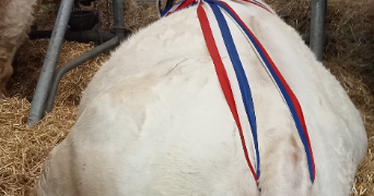 mina pet sitter à ISSY LES MOULINEAUX 92130_0