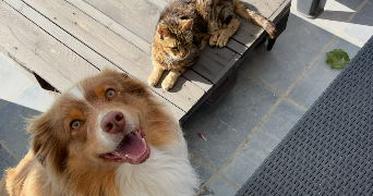manon pet sitter à NOYELLES LES SECLIN 59139_3