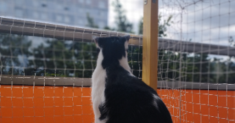 cassandre pet sitter à CLERMONT FERRAND 63100_4