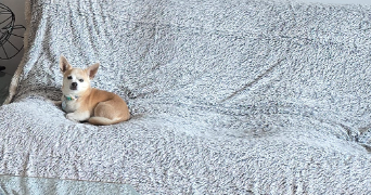 sarah pet sitter à LE PLESSIS TREVISE 94420_5