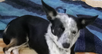 manon pet sitter à VARENNES 82370_3