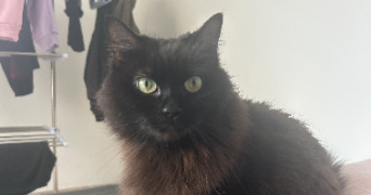 marion pet sitter à CATENOY 60840_2