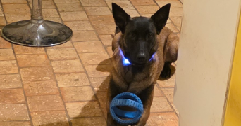 valentin pet sitter à QUIMPER 29000_1