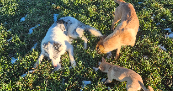 jessica pet sitter à CHAMPIS 07440_3