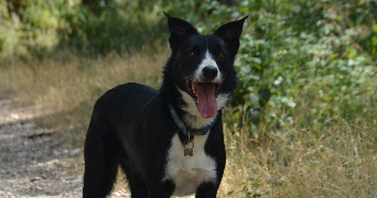 Maelle pet sitter à LA ROQUE D ANTHERON 13640