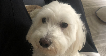 sarah pet sitter à TOULOUSE 31200_3