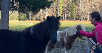 ambre pet sitter à REIMS 51100_1