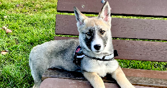 cynthia pet sitter à BOUZEL 63910_5