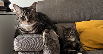 camille pet sitter à TOURS 37000_5