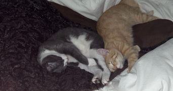 romane pet sitter à POITIERS 86000_2