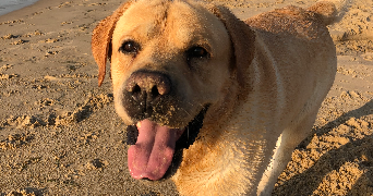 astrid pet sitter à PESSAC 33600_5