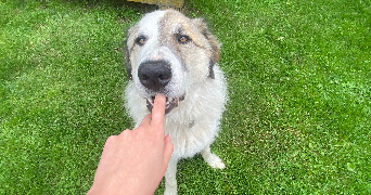romane pet sitter à CHAMALIERES 63400_3